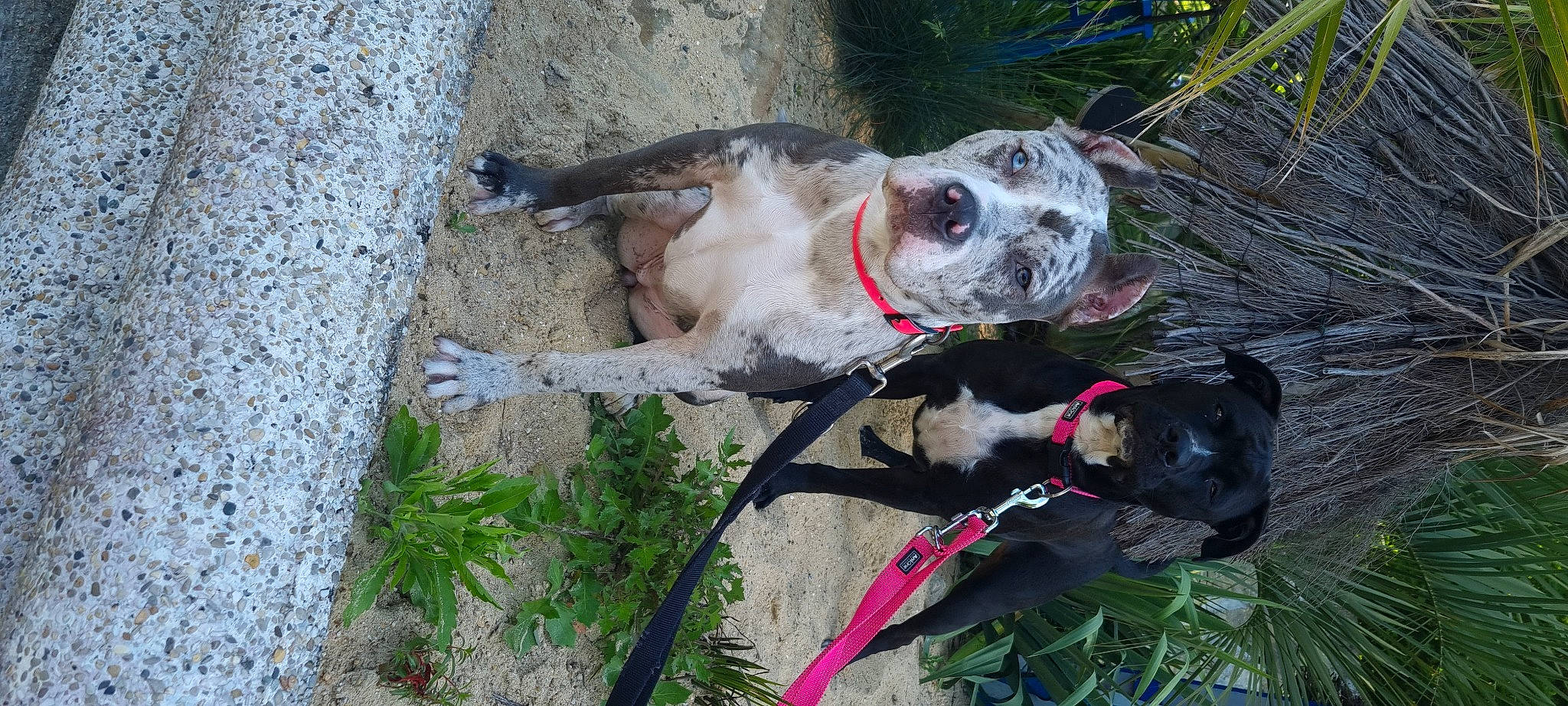 Tya Et Jodie a rejoint le concours — aidez-le/la à gagner de superbes lots ! canidae, carnivore, collar, companion_dog, dog, dog_breed, dog_collar, dog_hiking, dog_supply, fawn, grass, leash, pet_supply, plant, snout, sporting_group, terrestrial_animal, tracking_trial, working_animal, working_dog