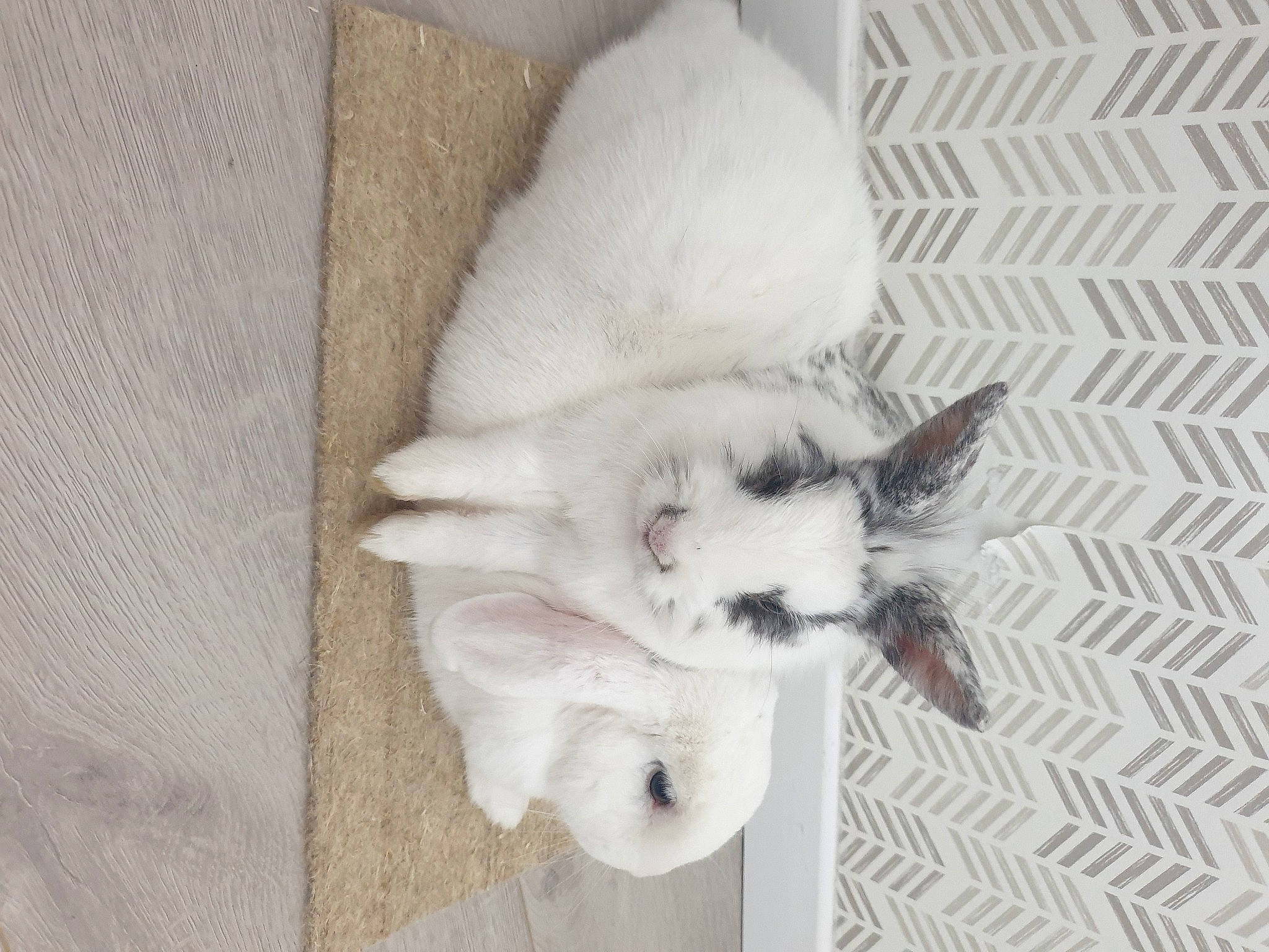 Pinouille Et Zézette participe au concours pour gagner de l'argent avec cette photo : canidae, carnivore, cat, claw, comfort, companion_dog, dog_breed, felidae, flooring, fur, grey, linens, non_sporting_group, paw, small_to_medium_sized_cats, sporting_group, tail, whiskers, wood