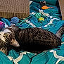 cat, tabby_cat, bed, blanket, teal_bedding, cat_toys, yarn_ball, rope_toy, scratching_board, cute, wide_eyes, whiskers, ears, tail, indoor, pet, feline, resting, striped_fur, cozy