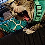 cat, pet, yawning, harness, teal_harness, blanket, bedding, patterned, indoor, close_up, whiskers, paws, teeth, tongue, blurry, bedroom, dresser, stuffed_toy, window, fabric