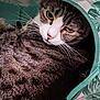 cat, tabby_cat, feline, whiskers, face, eye, nose, ears, fur, stripes, closeup, portrait, resting, cozy, bed, fabric, pattern, green, indoor, tunnel
