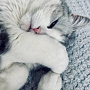 Plume participe au concours pour gagner de l'argent avec cette photo : cat, fluffy, paw, sleepy, cozy, blanket, white, gray, fur, cute, pet, resting, closeup, soft, relaxed, animal, whiskers, indoor, texture, nap