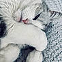cat, fluffy, paw, sleepy, cozy, blanket, white, gray, fur, cute, pet, resting, closeup, soft, relaxed, animal, whiskers, indoor, texture, nap