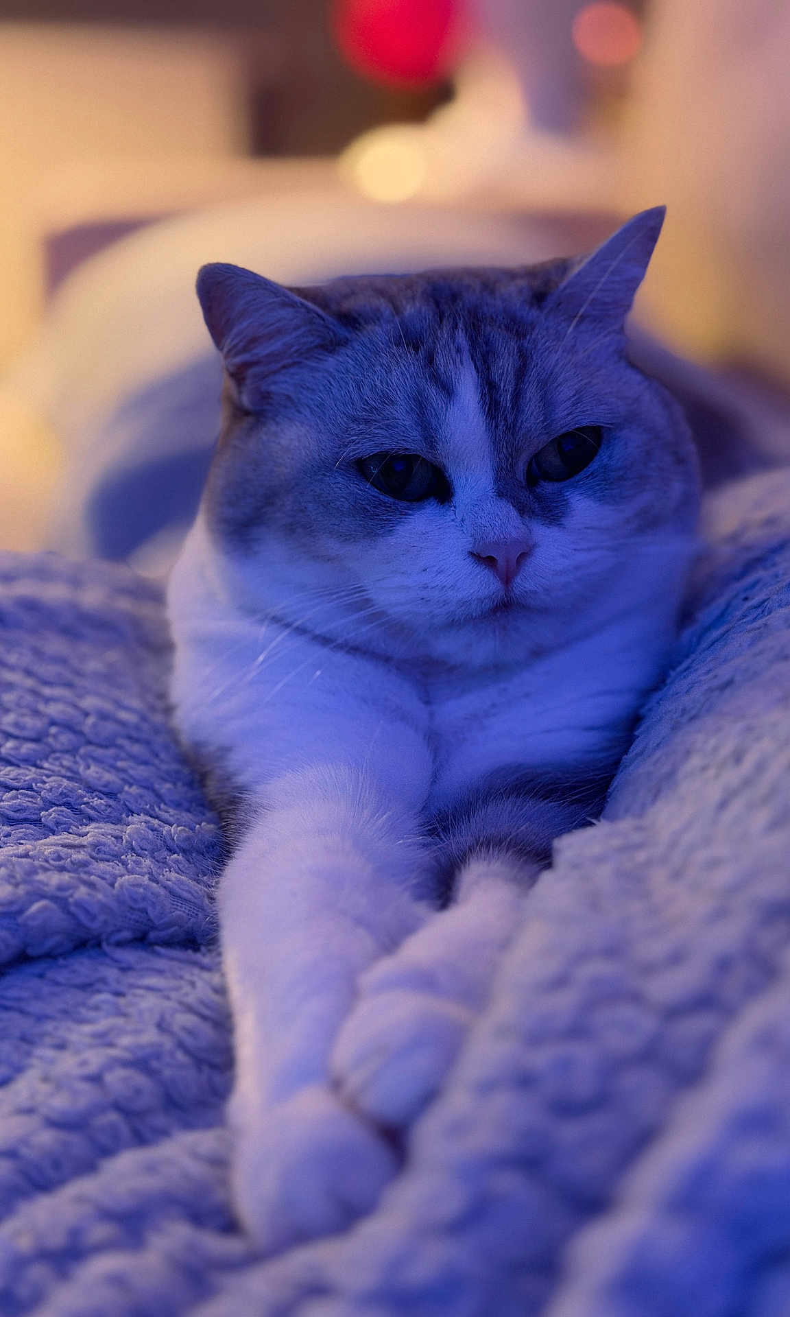 Plume participe au concours pour gagner de l'argent avec cette photo : cat, feline, pet, animal, closeup, portrait, indoor, cozy, blanket, soft, fur, relaxed, resting, cute, whiskers, paws, sleepy, domestic, blue_light, texture