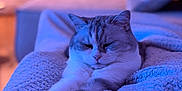 Plume participe au concours pour gagner de l'argent avec cette photo : cat, stretching, blanket, cozy, indoor, relaxed, feline, fur, pet, comfort, closeup, purple_light, blue_light, soft_texture, home, resting, animal, cute, whiskers, paws