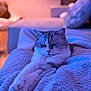 cat, stretching, blanket, cozy, indoor, relaxed, feline, fur, pet, comfort, closeup, purple_light, blue_light, soft_texture, home, resting, animal, cute, whiskers, paws