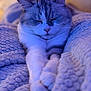 Plume a rejoint le concours — aidez-le/la à gagner de superbes lots ! cat, sleeping, cozy, blanket, soft_texture, close_up, indoor, pet, feline, resting, fur, whiskers, paws, relaxed, cute, domestic_animal, comfort, warm, peaceful, blue_light