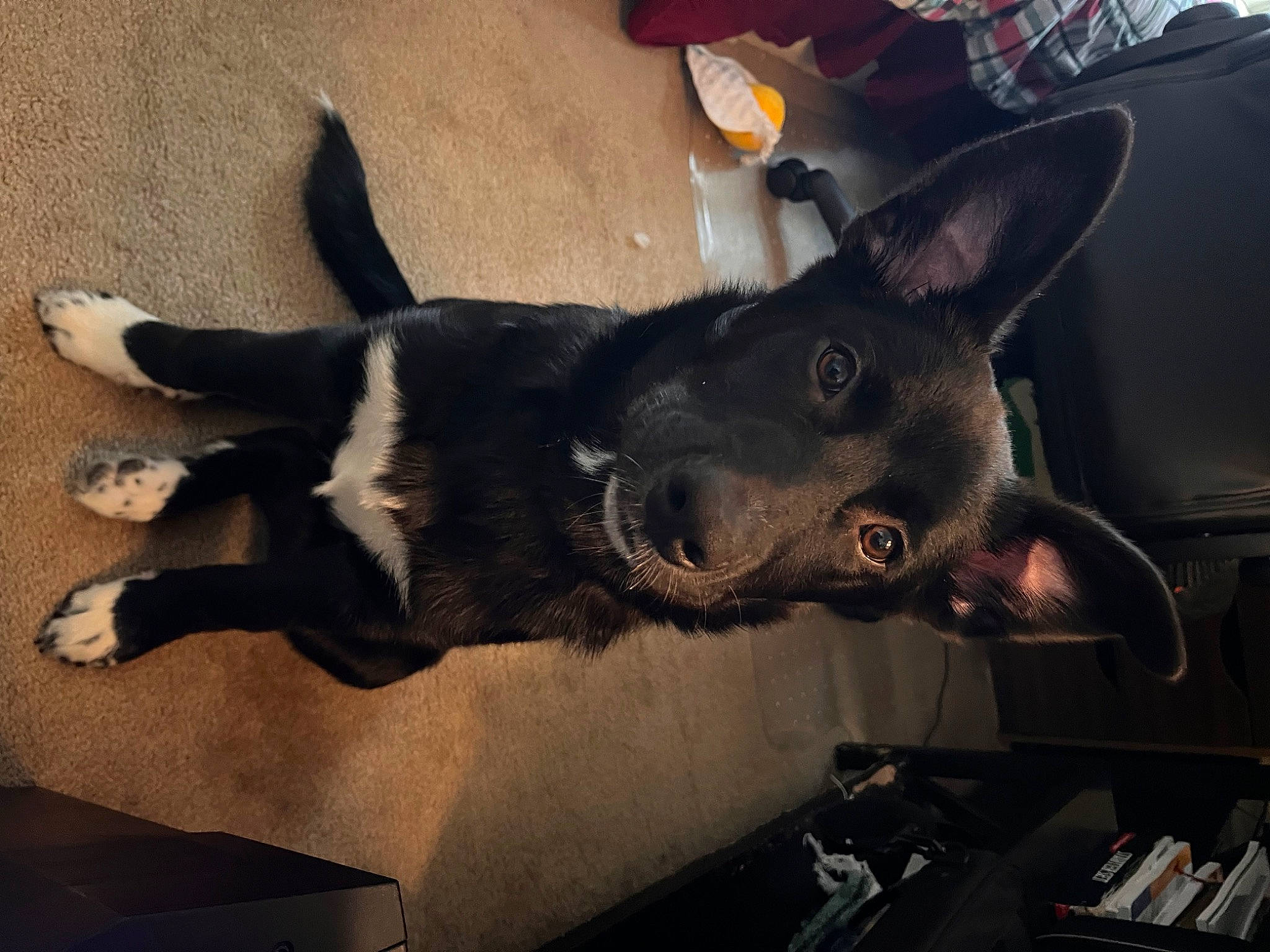 Meeko joined the competition — help win amazing prizes! canidae, carnivore, collar, companion_dog, dog, dog_breed, ear, fur, non_sporting_group, snout, sporting_group, tail, whiskers, working_animal