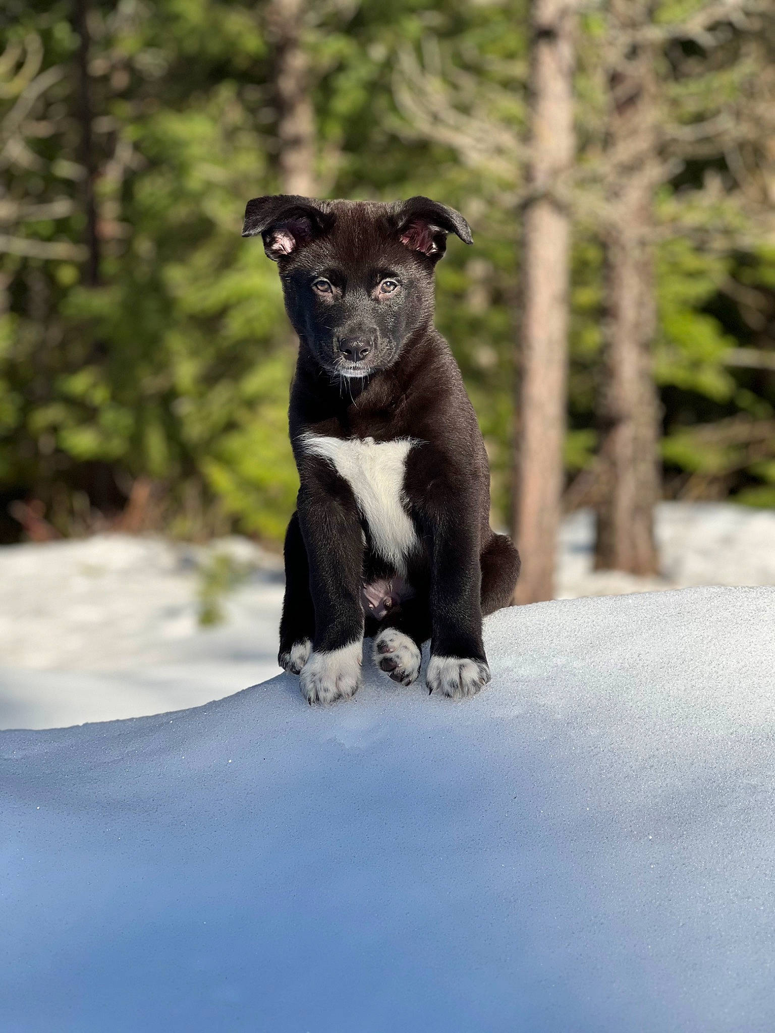 Meeko joined the competition — help win amazing prizes! art, canidae, carnivore, companion_dog, dog, dog_breed, fawn, freezing, grass, livestock, plant, sculpture, snout, snow, sporting_group, tail, terrestrial_animal, tree, winter, working_animal