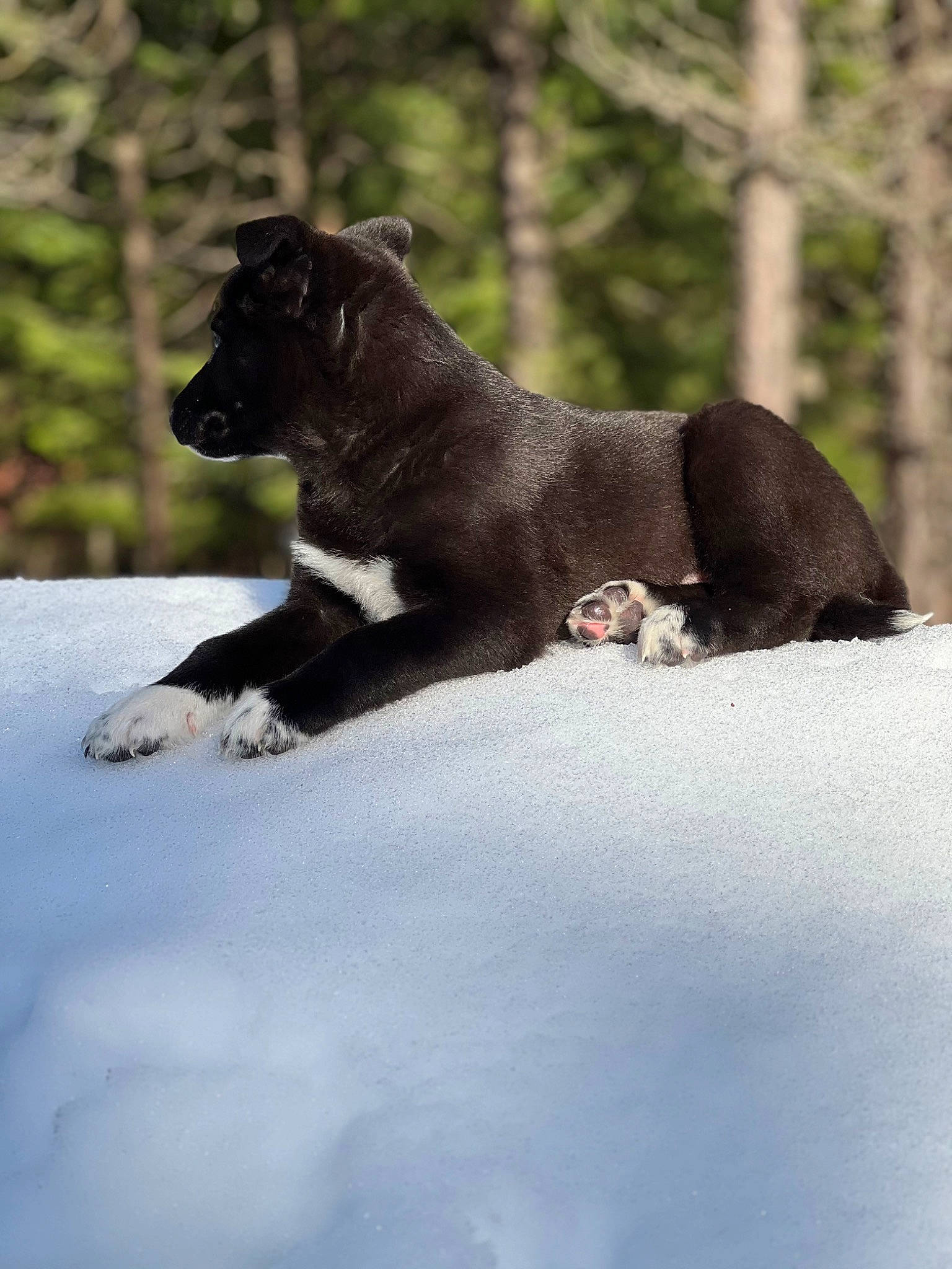 Meeko is registered to the contest to win money with this photo: big_cats, canidae, carnivore, dog, dog_breed, fawn, felidae, freezing, fur, grass, jaguar, plant, small_to_medium_sized_cats, snout, snow, sporting_group, tail, terrestrial_animal, tree, working_animal