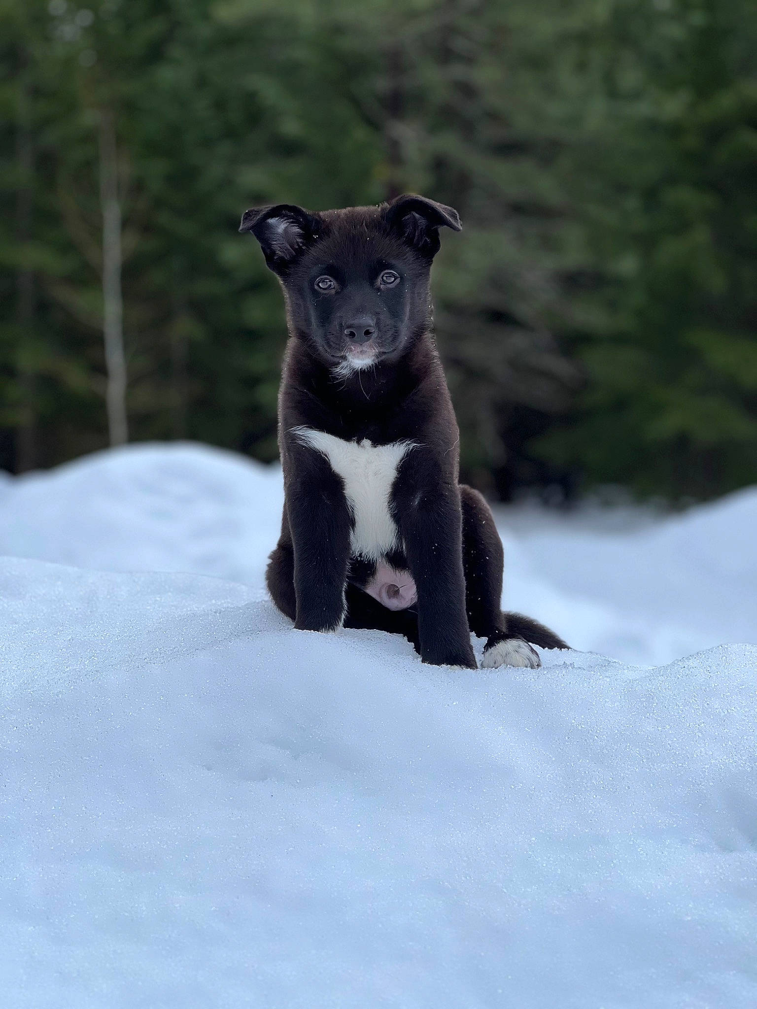 Meeko joined the competition — help win amazing prizes! art, carnivore, dog, dog_breed, felidae, freezing, fur, non_sporting_group, plant, sculpture, small_to_medium_sized_cats, snout, snow, sporting_group, tail, terrestrial_animal, tree, whiskers, winter, working_animal