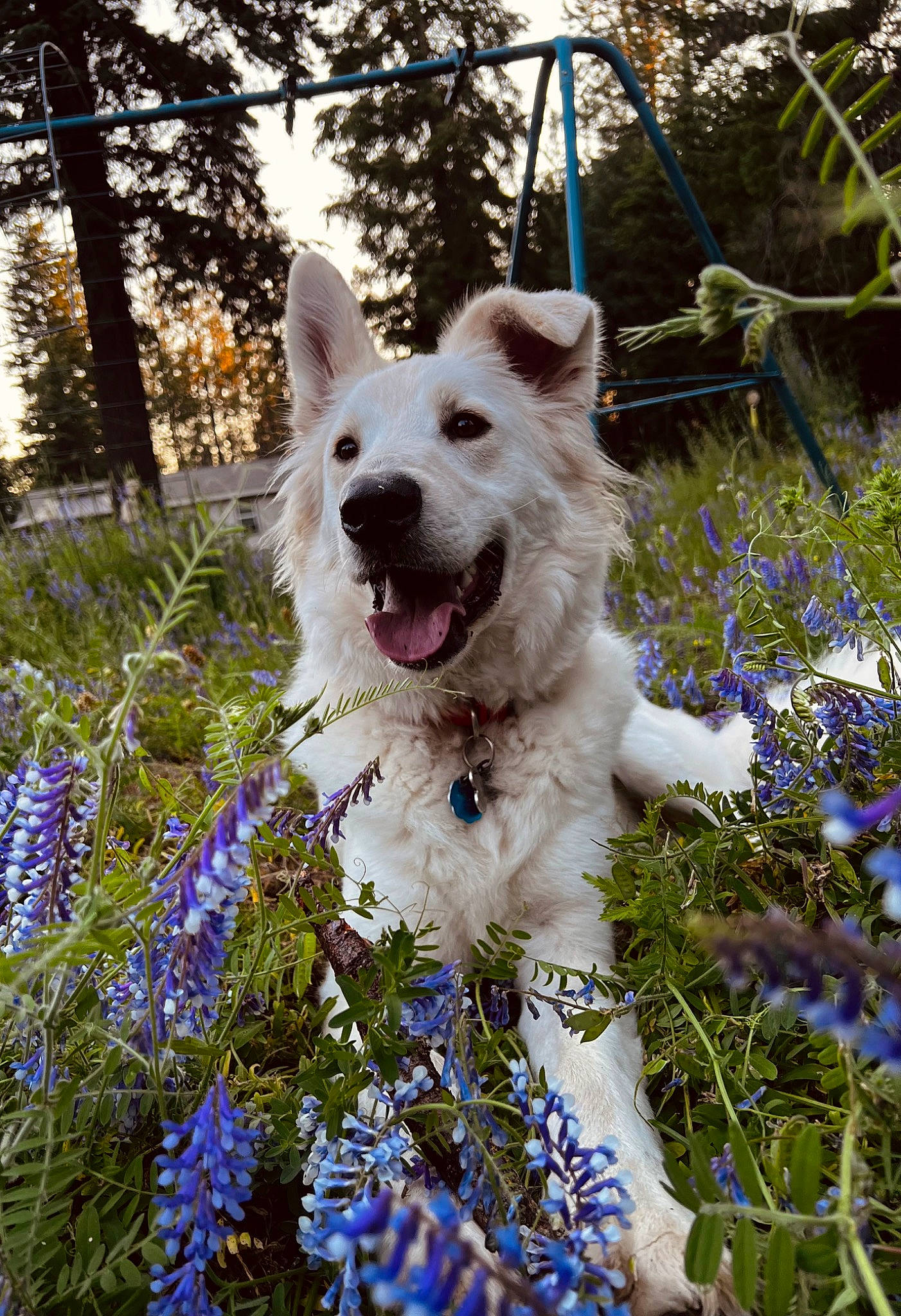 Berry joined the competition — help win amazing prizes! art, canidae, carnivore, collar, companion_dog, dog, dog_breed, electric_blue, fang, flower, flowering_plant, garden, grass, herbaceous_plant, plant, shrub, sporting_group, spring, tree, working_dog
