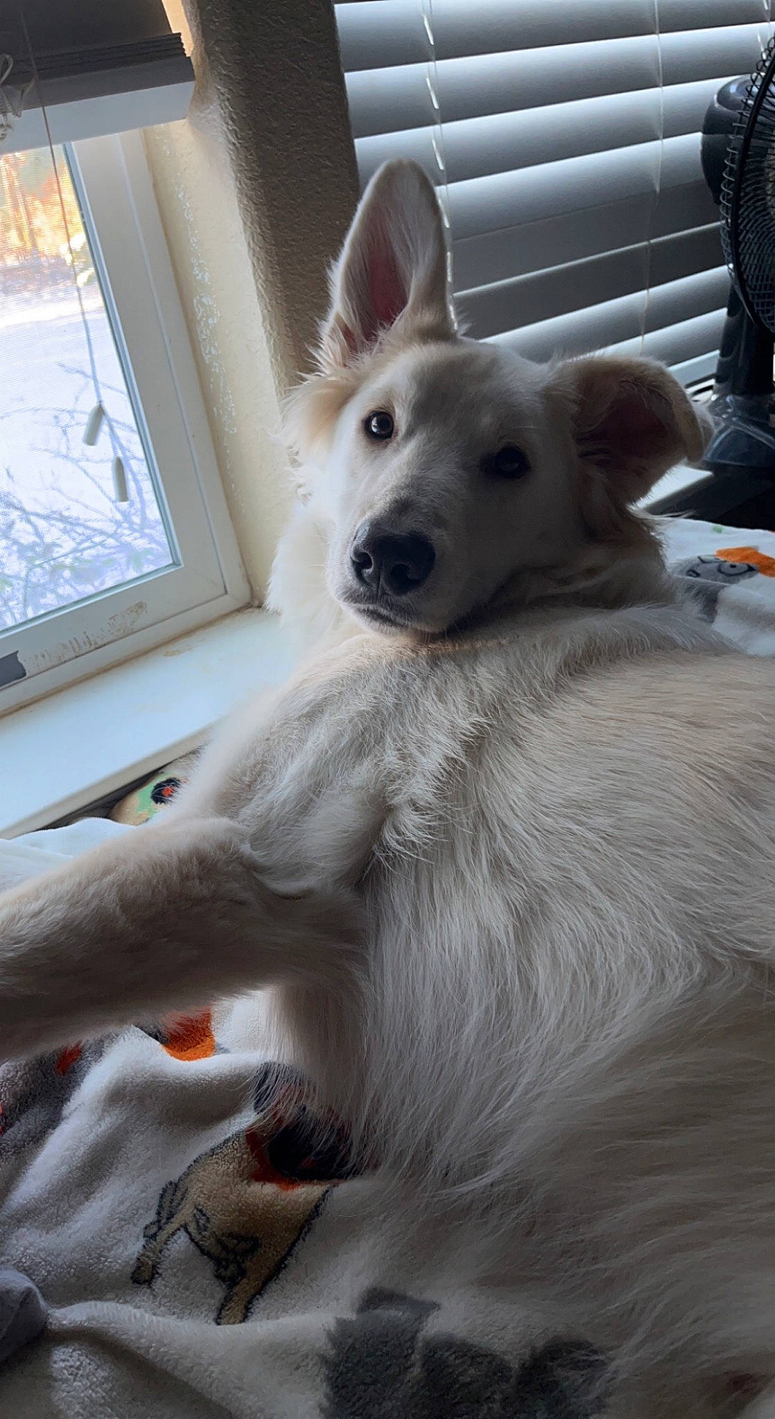 Berry joined the competition — help win amazing prizes! ancient_dog_breeds, canidae, canis, carnivore, companion_dog, dog, dog_breed, fang, fence, fur, giant_dog_breed, non_sporting_group, samoyed, snout, sporting_group, tail, terrestrial_animal, window, working_animal, working_dog