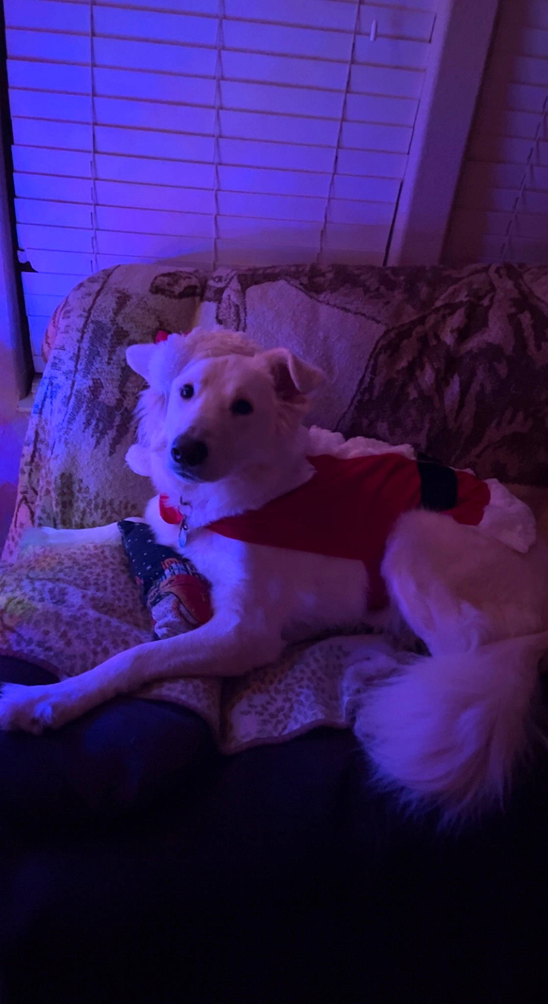 Berry joined the competition — help win amazing prizes! ball, carnivore, chair, comfort, companion_dog, couch, darkness, dog, dog_breed, dog_supply, fawn, flash_photography, fur, magenta, pink, purple, snout, tail, toy, toy_dog