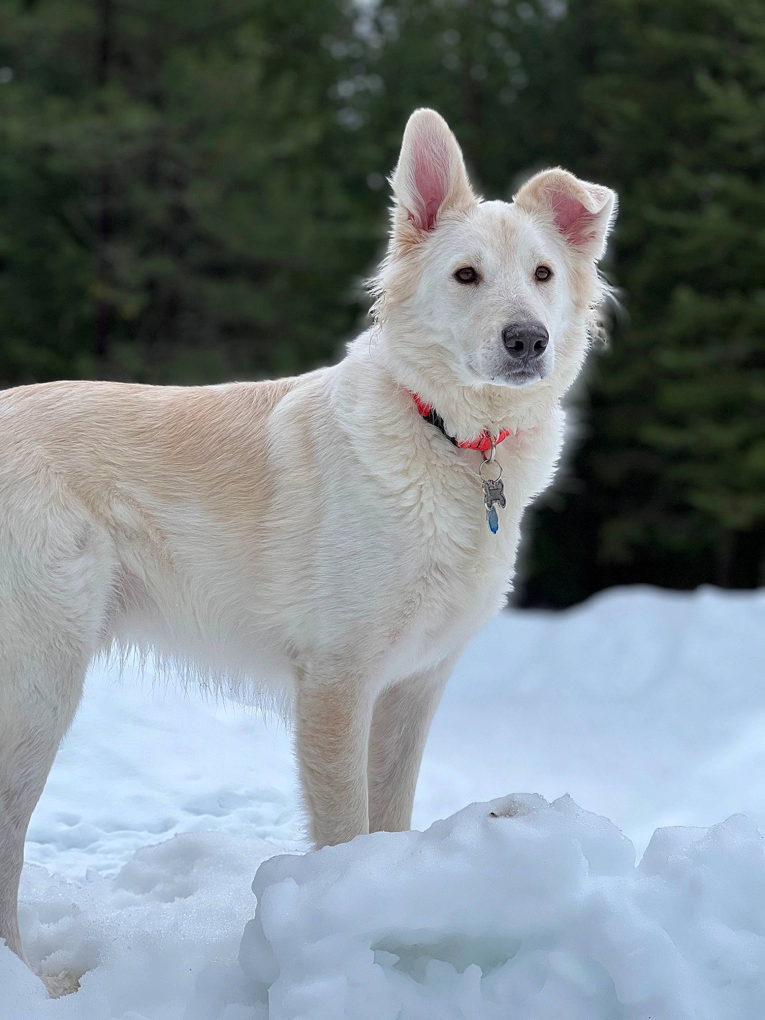 Berry is registered to the contest to win money with this photo: ancient_dog_breeds, canidae, carnivore, companion_dog, dog, dog_breed, freezing, non_sporting_group, snout, snow, sporting_group, tail, terrestrial_animal, winter, working_dog