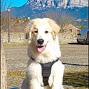 Tynka a rejoint le concours — aidez-le/la à gagner de superbes lots ! dog, white_dog, harness, grass, tree_trunk, stone_wall, mountain, blue_sky, sunny, outdoor, pet, happy, tongue_out, leash, vehicle, pavement, nature, daytime, animal, sitting