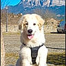 dog, white_dog, harness, grass, tree_trunk, stone_wall, mountain, blue_sky, sunny, outdoor, pet, happy, tongue_out, leash, vehicle, pavement, nature, daytime, animal, sitting