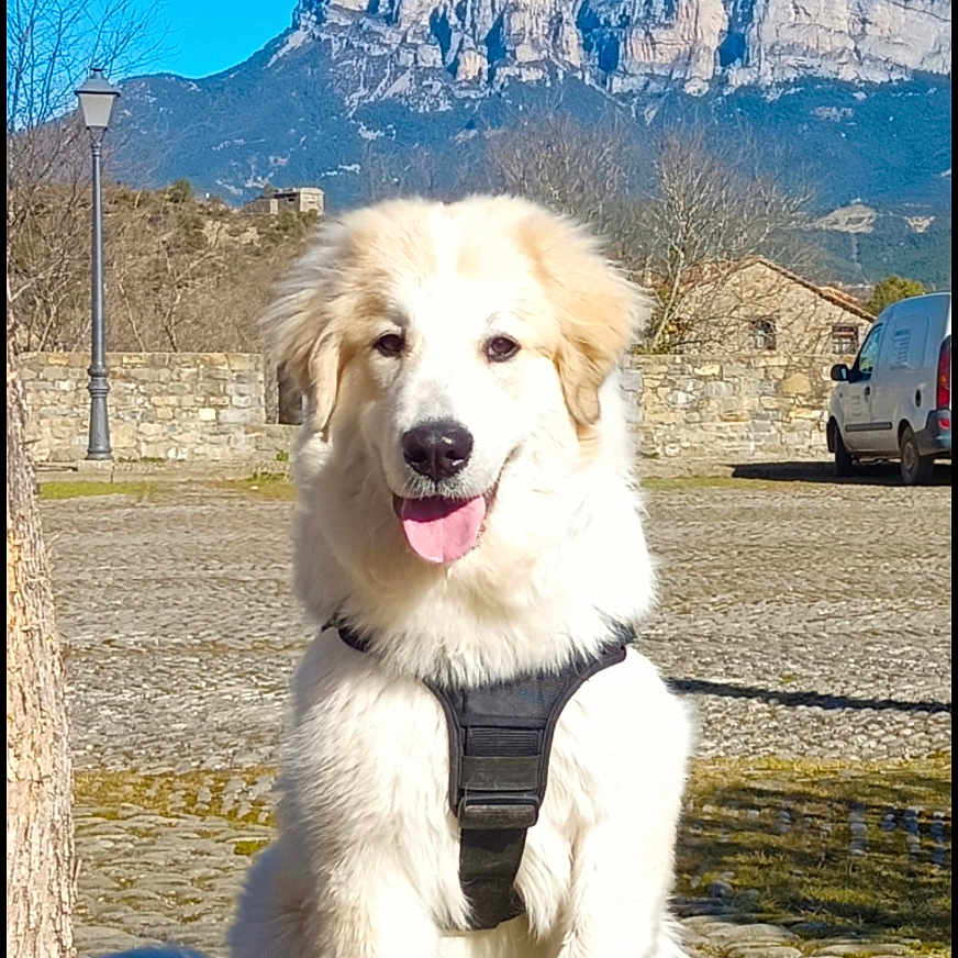 Tynka a rejoint le concours — aidez-le/la à gagner de superbes lots ! dog, white_dog, harness, grass, tree_trunk, stone_wall, mountain, blue_sky, sunny, outdoor, pet, happy, tongue_out, leash, vehicle, pavement, nature, daytime, animal, sitting