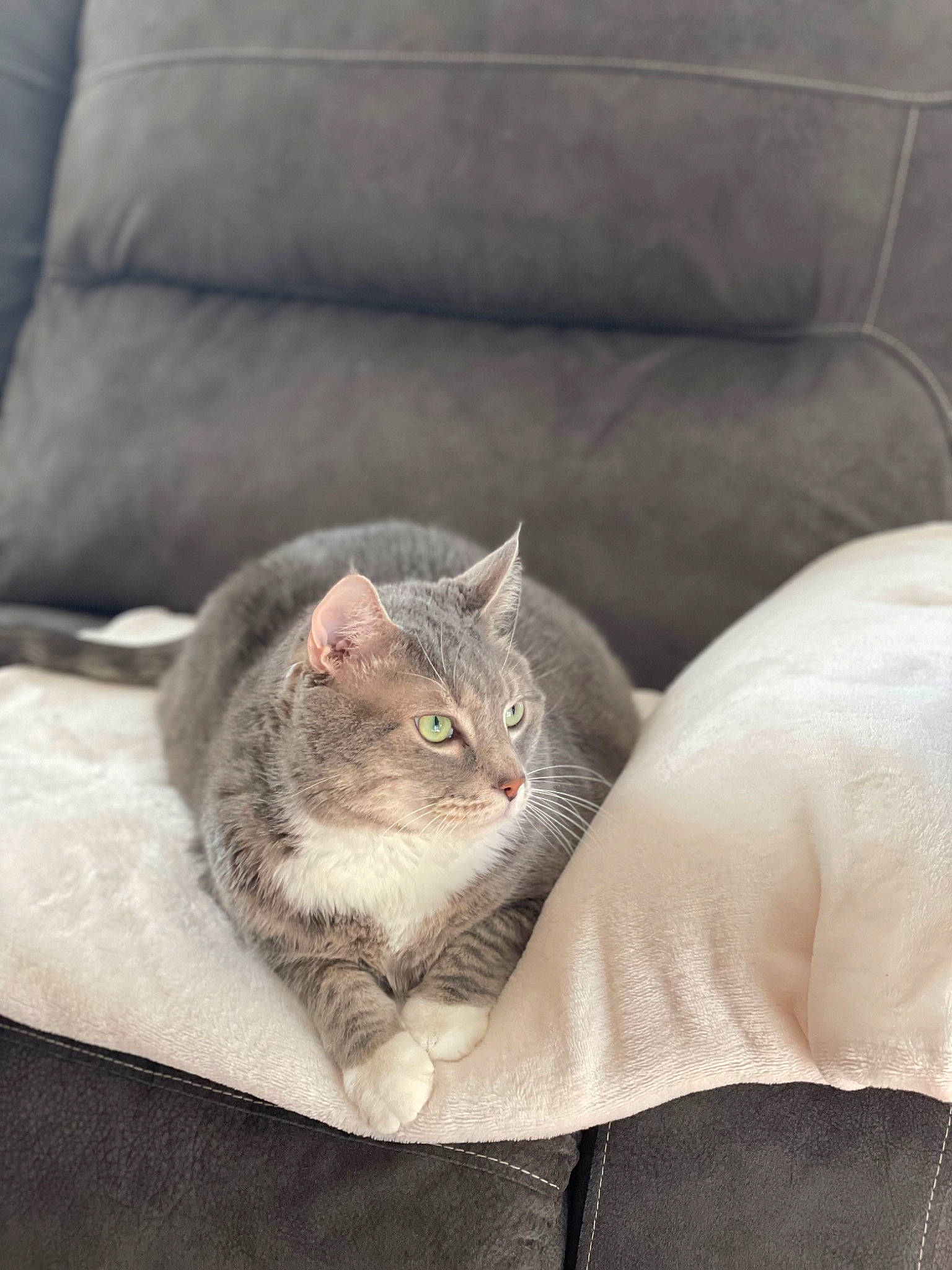 Finley joined the competition — help win amazing prizes! carnivore, cat, cat_bed, comfort, couch, domestic_short_haired_cat, felidae, fur, furniture, grey, linens, paw, sitting, small_to_medium_sized_cats, tail, whiskers, window, wood