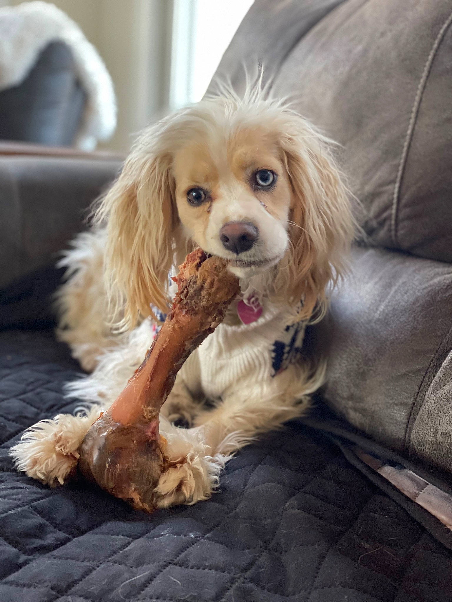 Flora joined the competition — help win amazing prizes! canidae, carnivore, chair, companion_dog, couch, dog, dog_breed, dog_supply, fawn, fur, hair, liver, puppy, puppy_love, sitting, snout, spaniel, sporting_group, toy_dog, whiskers
