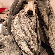 Jade participe au concours pour gagner de l'argent avec cette photo : dog, blanket, cozy, indoor, pet, fur, face, cute, wrapped, comfort, bed, animal, snuggled, soft, resting, paw, warm, relaxed, portrait, sleepy