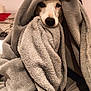 dog, blanket, cozy, indoor, pet, fur, face, cute, wrapped, comfort, bed, animal, snuggled, soft, resting, paw, warm, relaxed, portrait, sleepy