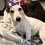 dog, party_hat, blanket, couch, man, indoor, pet, white_dog, brown_ears, relaxed, seated, fabric, pattern, home, portrait, companion, animal, looking_at_camera, casual, celebration