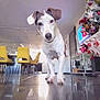 Jade a rejoint le concours — aidez-le/la à gagner de superbes lots ! dog, indoor, floor, tile, yellow_chair, christmas_tree, decoration, living_room, furniture, curious, pet, animal, holiday, home, reflection, cute, white_dog, black_and_white, ears, close_up