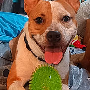 Little joined the competition — help win amazing prizes! dog, playing, toy, green_ball, ears, tongue_out, paws, indoor, plastic_sheet, brown_and_white, pet, happy, close_up, spot, household, fabric, collar, lying_down, playful, cheerful