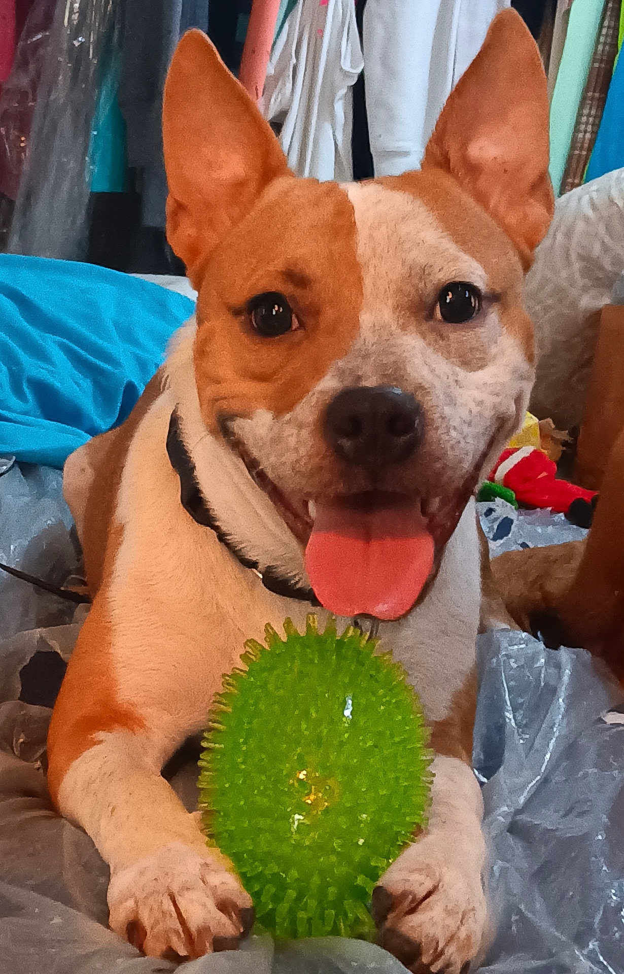 Little joined the competition — help win amazing prizes! dog, playing, toy, green_ball, ears, tongue_out, paws, indoor, plastic_sheet, brown_and_white, pet, happy, close_up, spot, household, fabric, collar, lying_down, playful, cheerful
