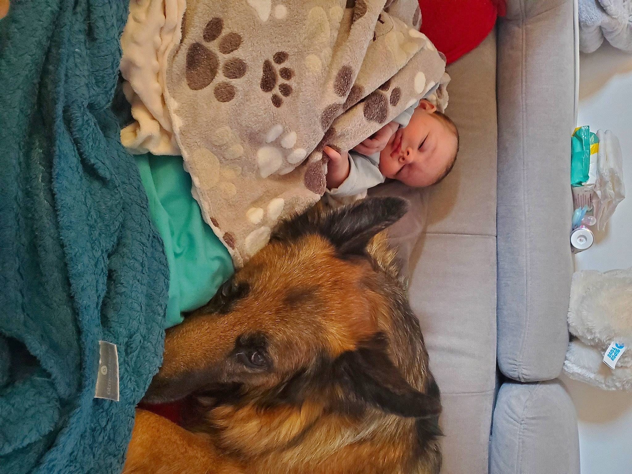 Matéo a rejoint le concours — aidez-le/la à gagner de superbes lots ! baby, baby_products, canidae, carnivore, comfort, companion_dog, dog, dog_breed, ear, fawn, felidae, fur, lap, linens, nap, person, sleep, sporting_group, toddler