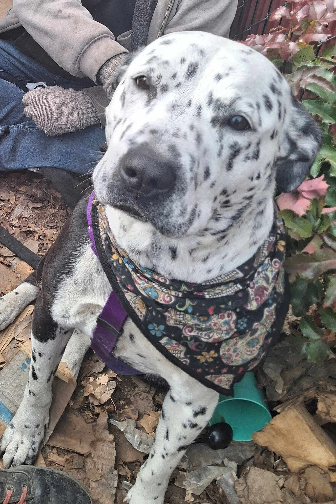 Izzy is registered to the contest to win money with this photo: dog, spotted_dog, bandana, purple_harness, person, gloves, leaves, outdoor, sitting, pet, nature, casual_clothing, closeup, black_and_white, fur, snout, paw, plant, relaxed, companion