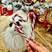 Trésor a rejoint le concours — aidez-le/la à gagner de superbes lots ! dog, fluffy, white, candy_cane, heart_shape, hand, christmas_tree, ornaments, lights, holiday, festive, decorations, carpet, indoor, cute, pet, tongue, close_up, celebration, seasonal