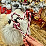 dog, fluffy, white, candy_cane, heart_shape, hand, christmas_tree, ornaments, lights, holiday, festive, decorations, carpet, indoor, cute, pet, tongue, close_up, celebration, seasonal
