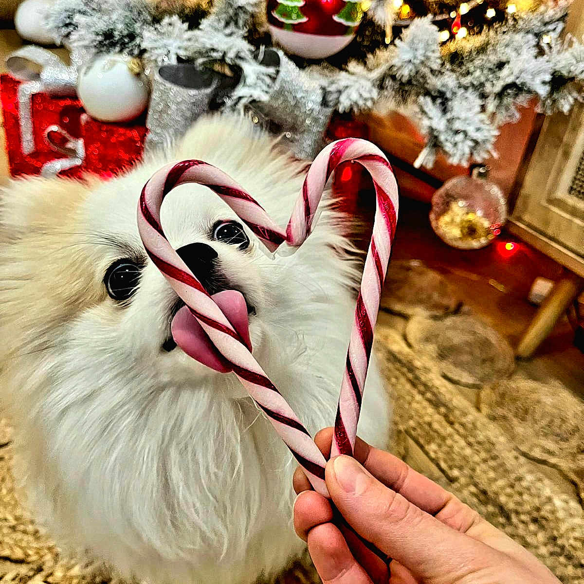 Trésor a rejoint le concours — aidez-le/la à gagner de superbes lots ! candy_cane, carpet, celebration, christmas_tree, close_up, cute, decorations, dog, festive, fluffy, hand, heart_shape, holiday, indoor, lights, ornaments, pet, seasonal, tongue, white