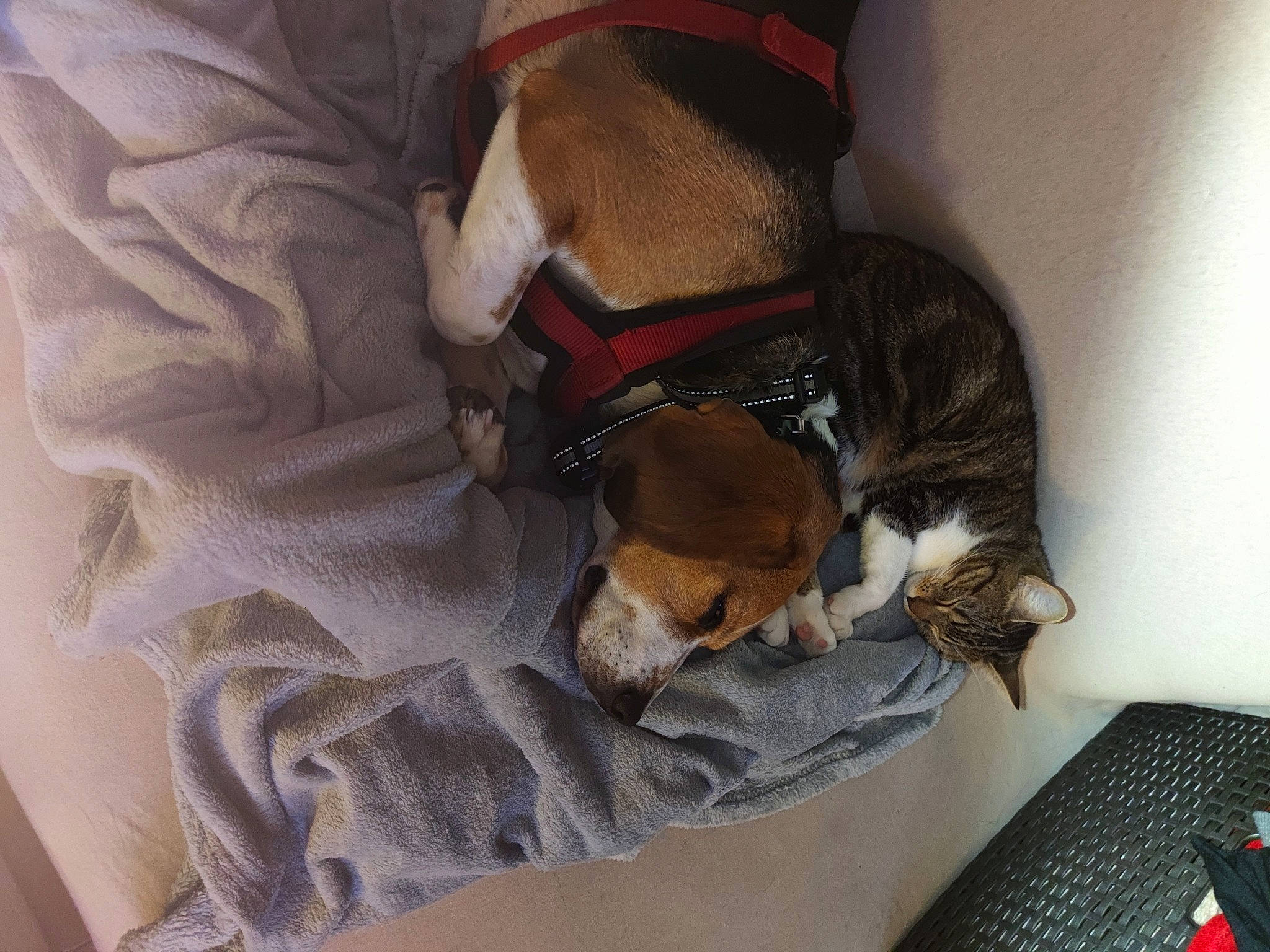 Newton a rejoint le concours — aidez-le/la à gagner de superbes lots ! bag, canidae, carnivore, collar, comfort, companion_dog, dog, dog_breed, dog_collar, dog_supply, eyewear, fawn, leash, liver, luggage_and_bags, personal_protective_equipment, pet_supply, snout, sporting_group, working_animal