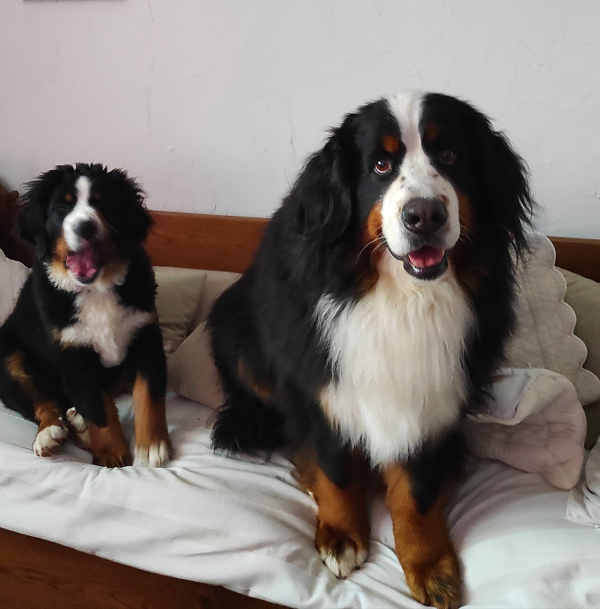 Chippy participe au concours pour gagner de l'argent avec cette photo : bernese_mountain_dog, bored, canidae, carnivore, companion_dog, dog, dog_breed, dog_supply, fur, herding_dog, smile, snout, sporting_group, vertebrate, working_dog