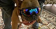 Elliott is registered to the contest to win money with this photo: animal, carpet, clothing, cute, dog, ears, face, footwear, french_bulldog, goggles, hand, holding, indoor, living_room, patterned_rug, person, pet, reflection, socks, yellow_socks