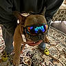 animal, carpet, clothing, cute, dog, ears, face, footwear, french_bulldog, goggles, hand, holding, indoor, living_room, patterned_rug, person, pet, reflection, socks, yellow_socks