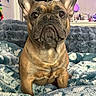 animal, blanket, comfort, cozy, cute, dog, ears, expression, eyes, face, french_bulldog, fur, furniture, home, indoor, pet, portrait, room, sitting, soft