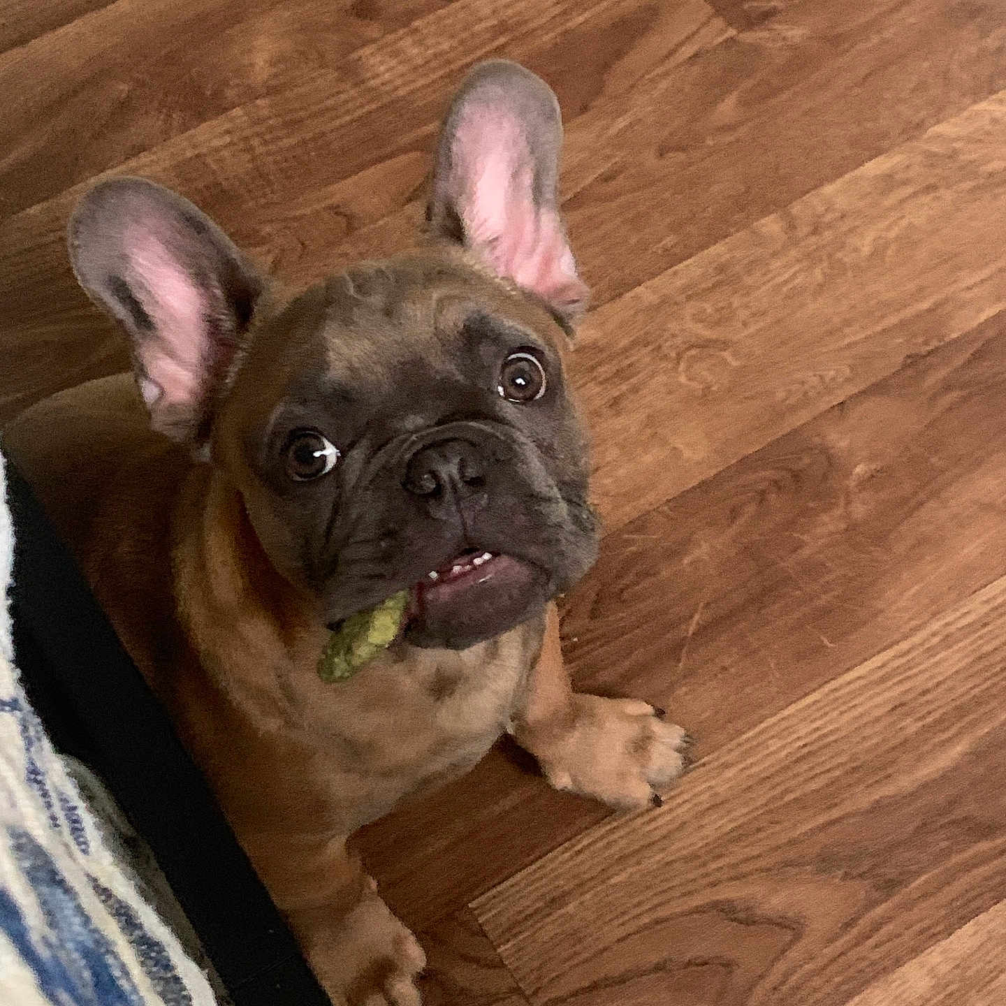 Elliott