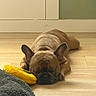 Elliott is registered to the contest to win money with this photo: dog, french_bulldog, sleeping, floor, toy, yellow, blanket, pet, indoor, brown, relaxed, resting, cute, animal, canine, head, ears, fur, cozy, quiet