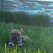 Elliott is registered to the contest to win money with this photo: dog, french_bulldog, grass, outdoor, pet, animal, brown, stone_wall, window, sunlight, nature, grass_blades, collar, leash, ears, face, canine, resting, daylight, garden