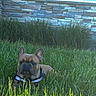 dog, french_bulldog, grass, outdoor, pet, animal, brown, stone_wall, window, sunlight, nature, grass_blades, collar, leash, ears, face, canine, resting, daylight, garden