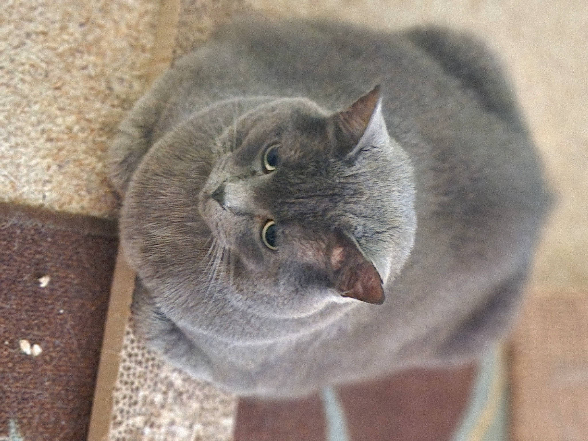 Remi joined the competition — help win amazing prizes! carnivore, cat, chartreux, domestic_short_haired_cat, felidae, fur, grey, paw, plant, russian_blue, small_to_medium_sized_cats, snout, tail, terrestrial_animal, whiskers