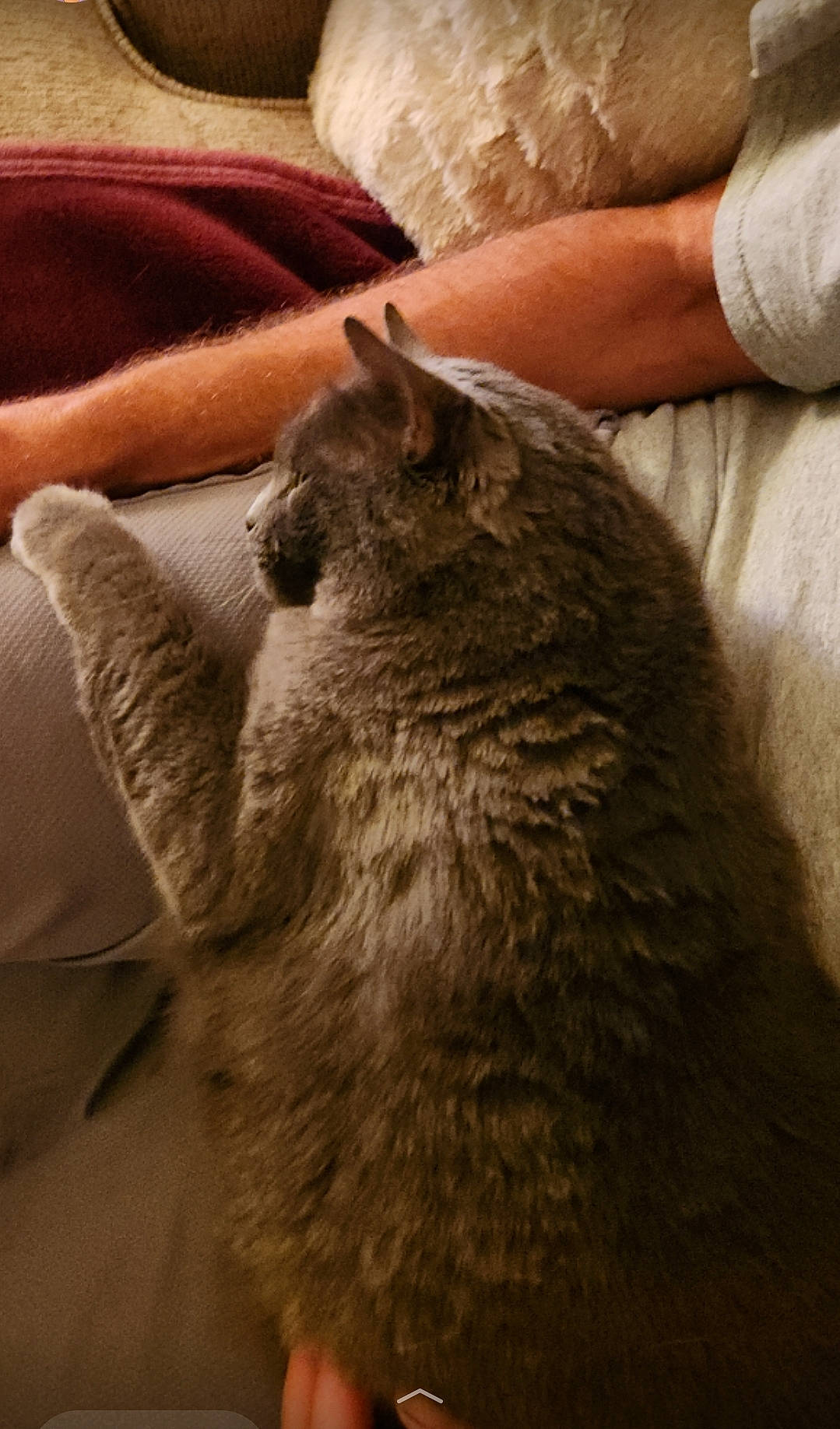 Remi is registered to the contest to win money with this photo: canidae, carnivore, cat, claw, comfort, domestic_short_haired_cat, fawn, felidae, fur, gesture, grey, human_leg, nail, paw, small_to_medium_sized_cats, snout, tail, terrestrial_animal, whiskers, wood