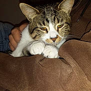 Carlos is registered to the contest to win money with this photo: carnivoran, cat, cat_like_mammal, domestic_short_haired_cat, european_shorthair, fauna, fur, kitten, mammal, small_to_medium_sized_cats, snout, tabby_cat, vertebrate, whiskers