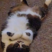 Bits is registered to the contest to win money with this photo: cat, pet, lying_down, carpet, fur, white_belly, paws, relaxed, indoor, animal, cute, feline, tabby, sleeping, resting, domestic_animal, whiskers, ears, soft, cozy