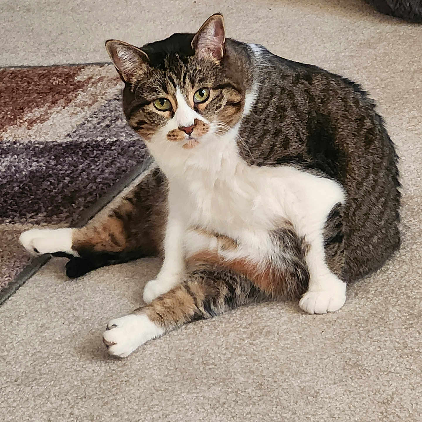 Bits is registered to the contest to win money with this photo: animal, carpet, cat, cozy, curious, ears, eyes, feline, fur, furniture, home, indoor, looking, patterned_rug, paws, pet, relaxed, sitting, tabby, whiskers