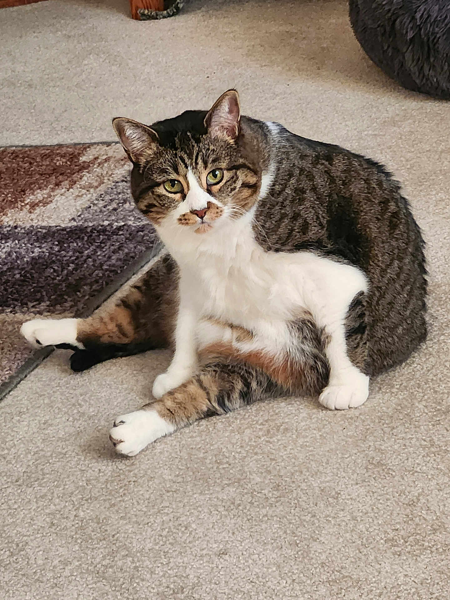 Bits is registered to the contest to win money with this photo: cat, tabby, indoor, carpet, relaxed, sitting, pet, feline, animal, fur, whiskers, ears, eyes, paws, home, cozy, curious, looking, patterned_rug, furniture